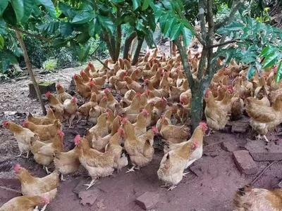 正宗胡须鸡苗与鹅苗供应 包运费、包路损的优质养殖选择