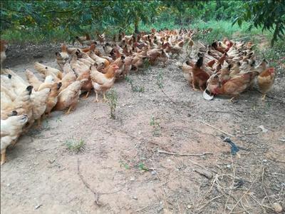 土鸡鸡苗养殖全流程指南 从选苗到出栏