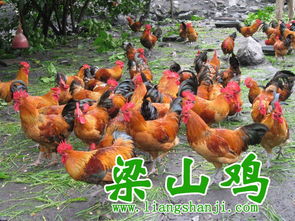 酉阳土鸡苗、梁山青脚土鸡苗与鹅苗的特色与养殖前景