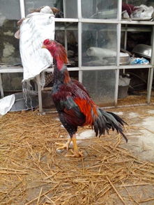 专业赛用禽苗销售解析 已售大赛鸡苗与鸭苗的市场趋势与培育要点