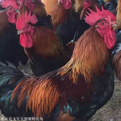 黑瑶鸡苗与血毛土鸡苗批发价格解析 抗病力强是亮点，鸭苗市场动态