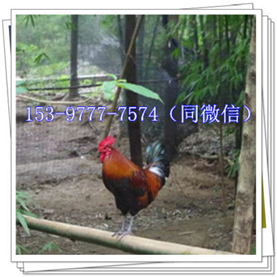 大荔西瓜行情与优质鸭苗供应商指南