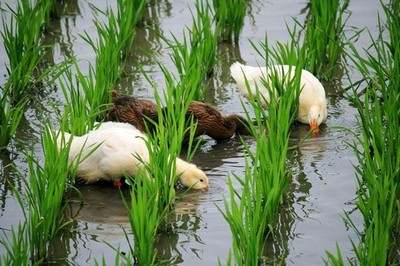 鸭苗与鹅苗 养殖入门指南