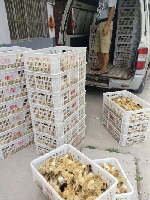 定西土鸡苗市场行情分析与选购指南 价格走势、厂家服务全解析