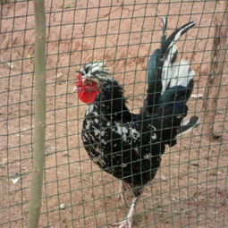 鸡苗市场动态 贵妃鸡苗批发供应与价格行情分析