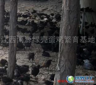 供应江西博源绿壳蛋种鸡苗孵化直销厂 优质种苗，助力农业发展
