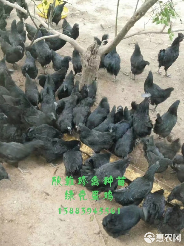 五黑一绿绿壳蛋鸡苗与鹅苗 特色养殖的优质选择与饲养管理