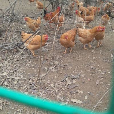 皖南黄鸡苗与优质土鸡苗、鸭苗的养殖价值及选购指南