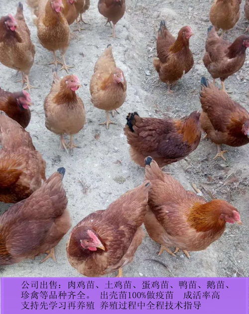 肉鸡鸡苗市场行情解析 报价趋势、厂家选择与养殖指南