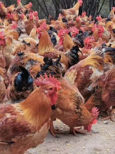 遵义k9黄麻鸡苗基地 专注优质鸡苗培育，探索禽类养殖新方向