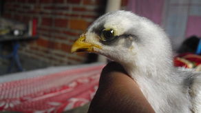 鸡苗 现代农业的起点与未来