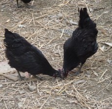 优质鸡苗 现代养殖业的高效起点