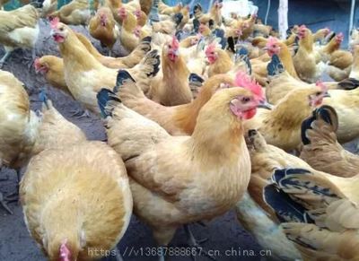 禽业养殖指南 优质鸡苗选购、疾病预防与特种鸡苗市场分布