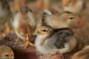 2018年5月30日鸡苗主产区市场观察 挺价意愿强劲，价格走势与鸡价、鸭苗关联分析