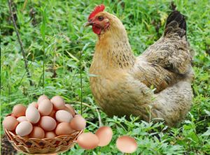 鞍山地区优质土鸡苗批发与河北专业鸡苗厂家联系方式及养殖技术指南