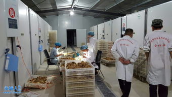 永城土鸡苗销售及商品鸡回收 一站式养殖解决方案