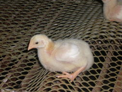 鸡苗价格触底，机遇何在？——逆势布局与精细化饲养管理探讨