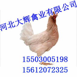 云南鸡苗市场动态 价格趋势与鹅苗对比分析