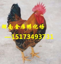 湖南省鸡苗商机涌动，特色养殖引领食品产业新风向