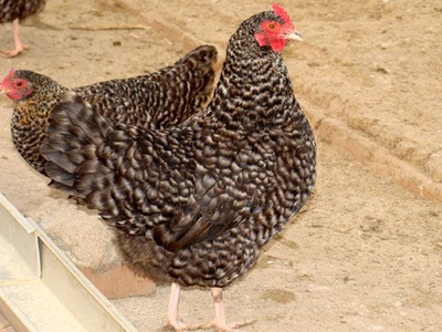 芦花鸡与鹅苗混合培养的注意事项