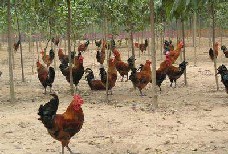 黑龙江大庆鸡苗孵化与重庆良凤花鸡苗厂家合作探析