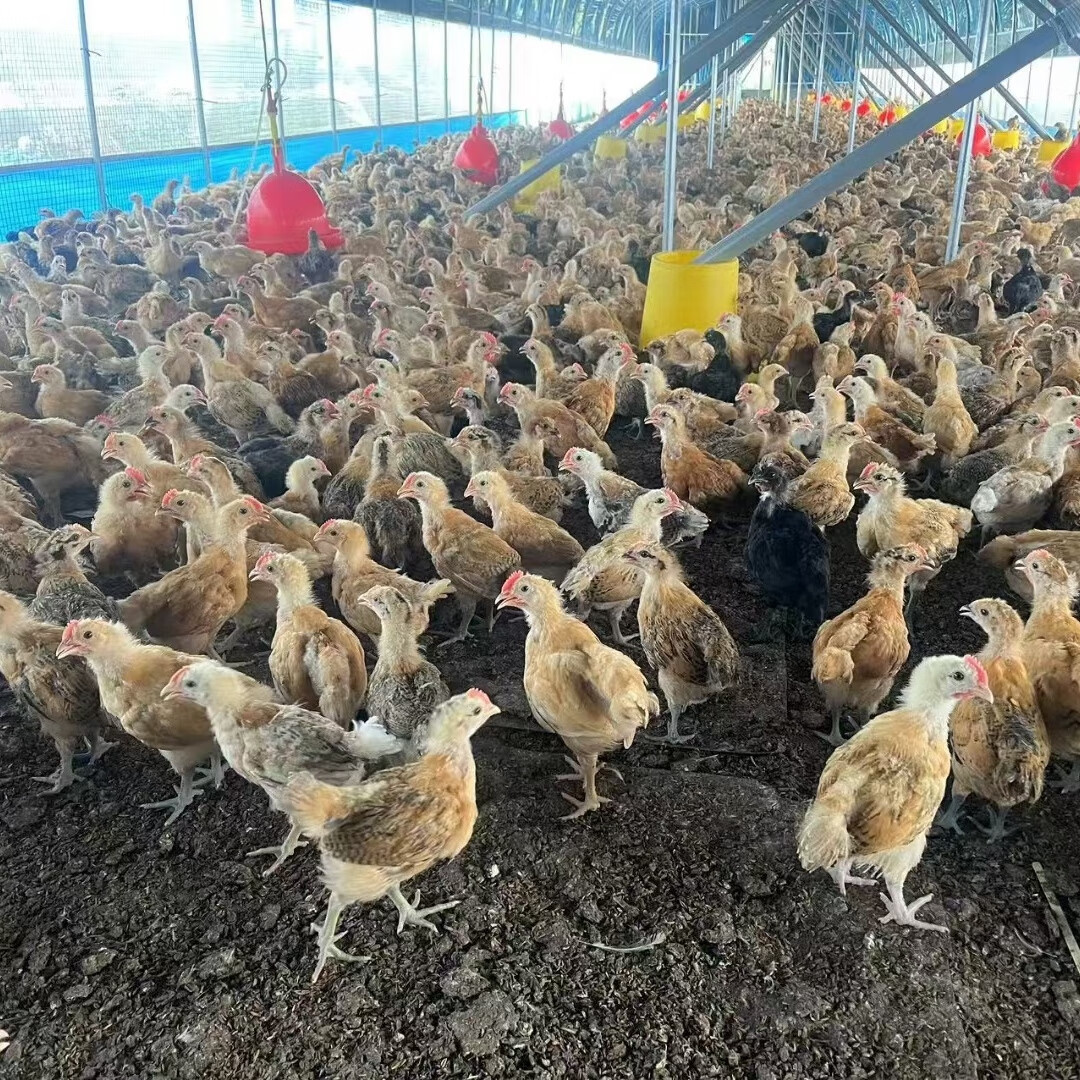 活体鸡苗选购指南 从脱温到半大鸡苗，麻鸡与土鸡的选择