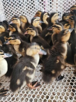 泰州地区鸭苗与鸡苗批发价格及市场分析