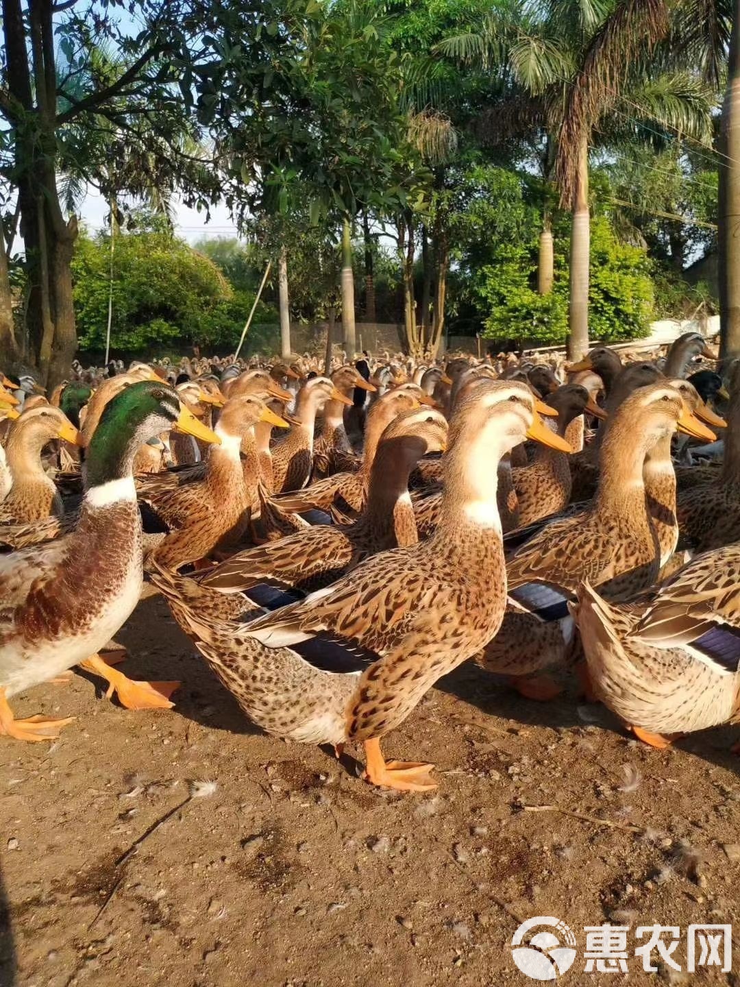 大种麻鸭苗 优质肉鸭品种介绍