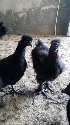 黑凤乌鸡鸡苗供应信息